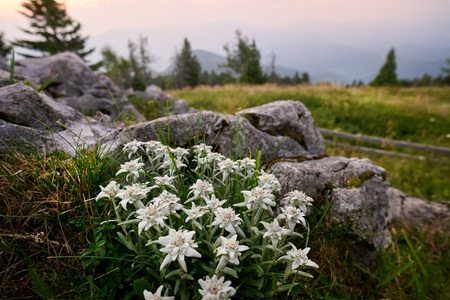 Doživljajski park narave Uršlja gora_narava_Avtor_Tomo Jeseničnik